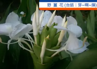 野薑花純露（Butterfly Ginger Floral Water)