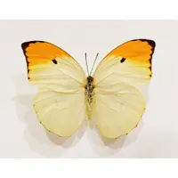 在飛比找蝦皮購物優惠-蟲新發現╭○-○╮蝴蝶標本A1~ Anteos menipp