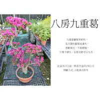 在飛比找蝦皮購物優惠-心栽花坊-八房九重葛/日本九重葛/造型樹/盆景/開花植物/售