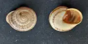 #G100 Helix Lactea Axia, Africa 26mm land snail shell