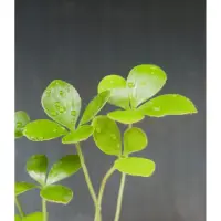 在飛比找蝦皮購物優惠-沐陶花草樂 幸運鐵樹 水耕植物（手工盆） 墨西哥蘇鐵 室內盆