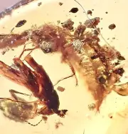 RARE CAMOUFLAGED INSECT 99MYO Burmite Amber Fossil Bug Dinosaur Age