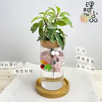 在飛比找蝦皮購物優惠-【理想小品】斑葉黃金萬兩【現貨】水耕盆栽 玻璃圓柱瓶 無土種