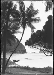 Lord Howe Island Palms, Lord Howe Island, 10 - Old Photo