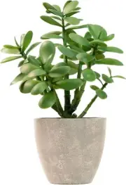 365 Blooming Decor Artificial Potted Jade Plant 12 inch, Luxury Faux Succulent