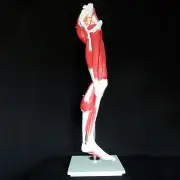 Human Anatomical Muscular Leg Model - Muscle System - Medical Anatomy Skeleton