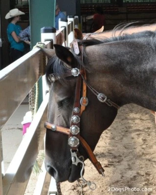 Cowboy Mounted Shooting CMSA Bridle, headstall, hand made USA by Manta Leather