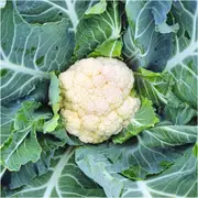 Cauliflower - Phenomenal Early seeds