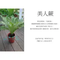 在飛比找蝦皮購物優惠-心栽花坊-美人蕨/富貴蕨/6吋盆/綠化植物/室內植物/觀葉植