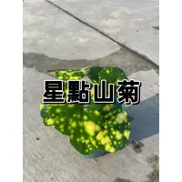 在飛比找蝦皮購物優惠-【花無缺❶號】  香草 ⚇ 星點山菊 ⚉ 10-40公分  