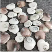 55-60pcs Natural Sun shell fossil Fossil Specimen Crystal Love Heart 2.2-2.4LB