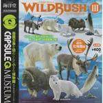 海洋堂 真世界動物誌3 極地北極圈篇5款全套