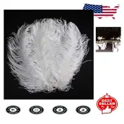 Elegant 20-22 Inch Ostrich Feathers - White/Black Crafts for Weddings & Home