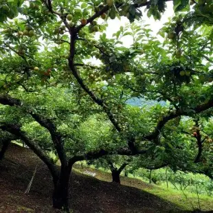 【饗曜】水蜜桃乾 果乾 台灣製 在地小農 採用拉拉山森境水蜜桃 150g x2包