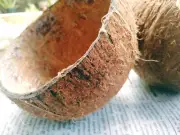 Coconut Shell | Ceylon 100% Natural Pure Coconut Shell (case pack 2)