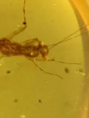 Mantodea burmite Cretaceous Amber fossil dinosaurs era