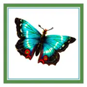 Colorful Peacock Black Butterfly Counted Cross Stitch Chart Pattern