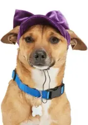 NWTS YOULY THE CHARMER PURPLE PET Baseball HAT SIZE L/XL Corduroy Aubergine