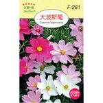 尋花趣 大波斯(COSMOS BIPINNATUS)【花卉種子】大波斯菊 天星牌 小 包裝種子