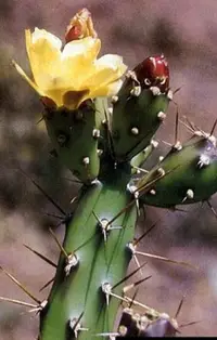 在飛比找Yahoo!奇摩拍賣優惠-【石在好玩】 Opuntia aurantiaca勧進帳(一