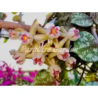 在飛比找蝦皮購物優惠-【天堂花園 Paradise Garden】小章魚毬蘭上板H