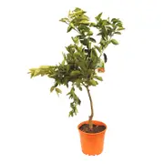 250mm Orange Seedless Valencia