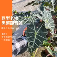 在飛比找蝦皮購物優惠-8吋 葉子40-50公分 巨型 母株 黑葉觀音蓮 大仙女觀音