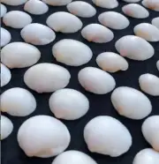Lot 15 pcs White Florida RARE Spectral Bittersweet Clam Shells, Florida Shelling