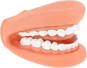 FUNNETOYU Standard Tooth Teaching Model for Realistic Mouth Model for Brushing Practice and Language Training Safe and Educational Tool for Home