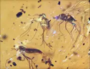Detailed Nematocera (Fungus Gnat), Fossil insect inclusion in Burmese Amber