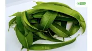 Dried/Dehydrated Mango Pieces Leaf/Leaves Pure Natural Herbal 50g