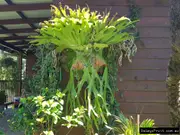 Buy Staghorn Plants in Australia (Platycerium superbum)
