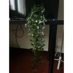 二手 IKEA 人造植物