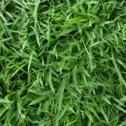 Zeon Zoysia grass seeds 25 lb- very limited