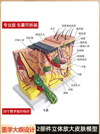 在飛比找樂天市場購物網優惠-立體皮膚組織結構放大模型層次人體構造分層解剖頭皮模型整形毛發