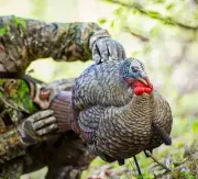 Avian-X LCD Half-Strut Jake Turkey Hunting Decoy, Multi Color #AVX-AVX8012