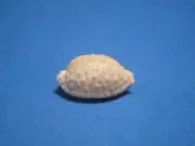 Cypraea nucleus Linnaeus, 1758 "GLOSSY" (19.4mm)