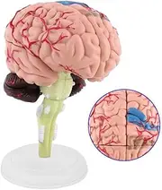 Human Brain Model,Anatomical Model with Display Base - Color-Coded Artery Brain, Teaching Anatomy Model for Science Classroom Study Display Foccar