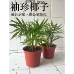 🌱袖珍椰子 / 植物 /植栽 / 盆栽 / 辦公室、居家、室內植栽 / 辦公桌植物