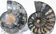 Large Black Ammonite Pair Nice Crystals 110myo FOSSIL XXL 170mm 6.6" 9565bb