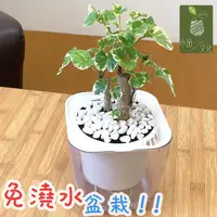 在飛比找蝦皮商城優惠-【現貨】【小品文化】白雪福祿桐 4吋透明懶人盆栽 加水更方便