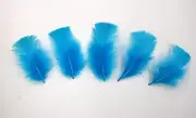 30 Pcs TURKEY PLUMAGE Feathers 2-5" TURQUOISE (Hats/Crafts/Halloween/Costume)
