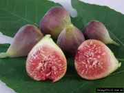 Buy Fig Tree - Blue Provence (Ficus carica)