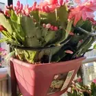 Plastic Plant Support Pile Stand Plant Vine Climbing Bracket Gardening Tool