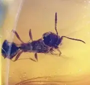 EXTINCT SERPHITIDAE EARLY ANT / WASP EVOLUTION BURMITE AMBER FOSSIL DINOSAUR AG
