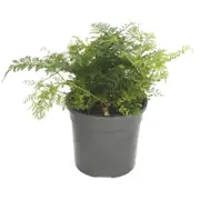 120mm Hare's Foot Fern - Davallia fejeensis