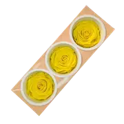 Blooms of Joy 6cm Canary Yellow Preserved Rose 3 Pack