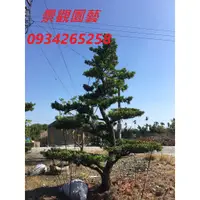 在飛比找蝦皮購物優惠-售羅漢松(另有樹葡萄.桂花.黑木.龍柏.肖楠.九重葛.黑松.