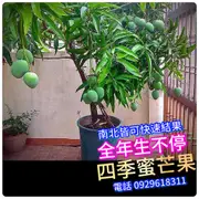 四季蜜芒果盆栽【嫁接粗大苗】已生過 隨時會再生 可調節產季，北部陽台盆植可結果，最新品種，肉質細膩 水果苗