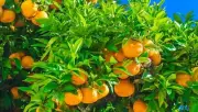 100 Mandarin Orange Tree Seeds - Citrus reticulata Blanco -(Fruit Plant)